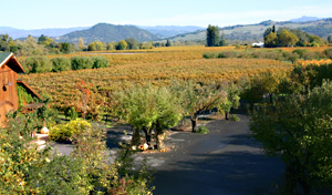 Winery View